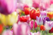 Цветы. Фотопечать для шкафа купе