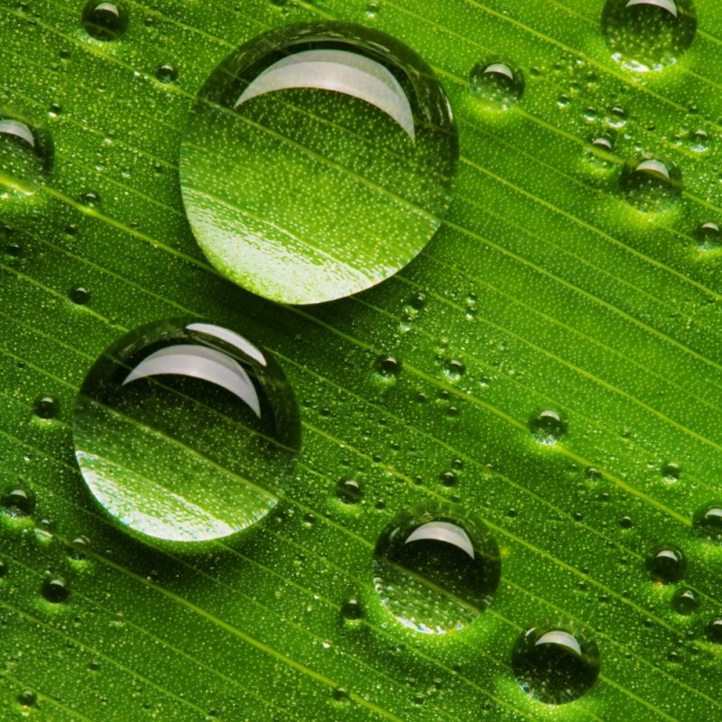 Каталог фотопечати листья для дверей шкафа-купе